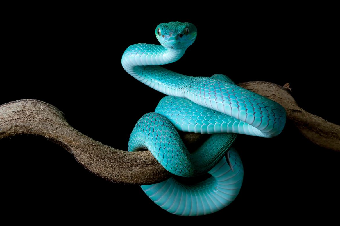Blue Viper Snake Side View Branch With Black Background Viper Snake Blue Insularis Trimeresuru (1)