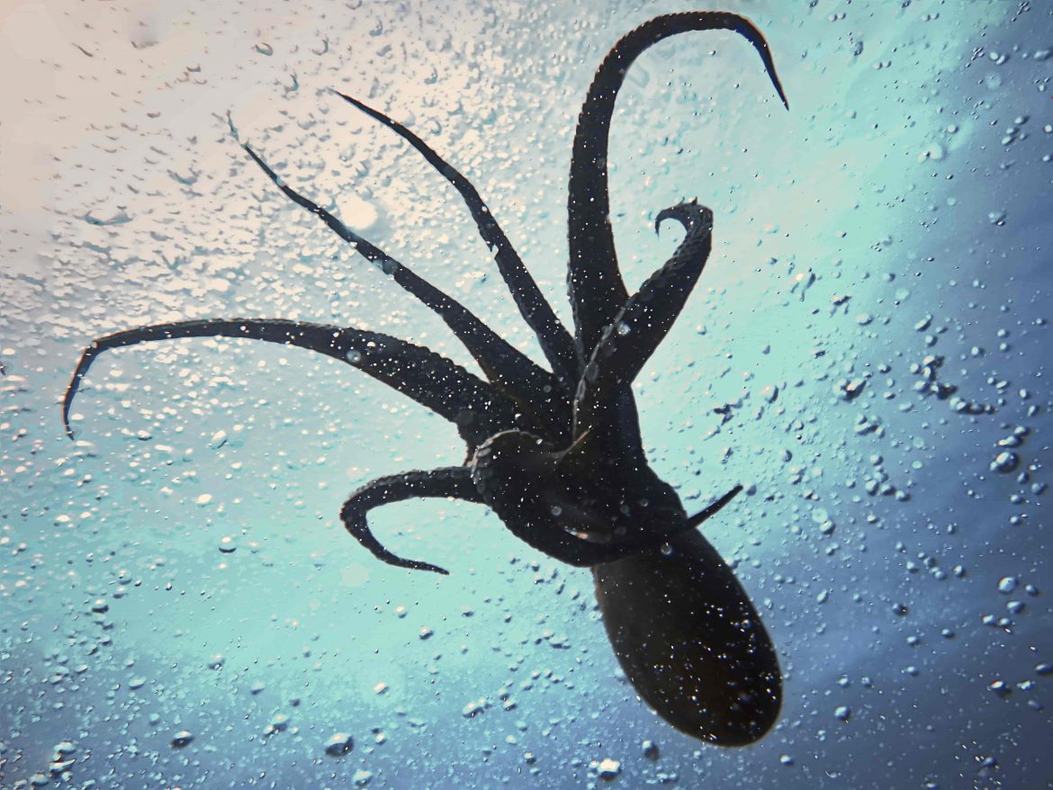 Flight Giant Octopus (1)