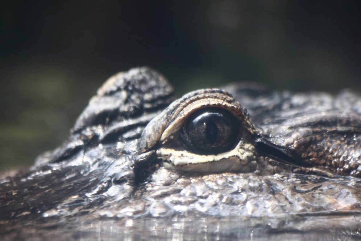 位於食物鏈頂層,最簡單也是最複雜的掠食者!! 位於食物鏈頂層,最簡單也是最複雜的掠食者!!